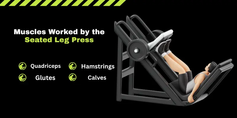 Muscles Worked by the Seated Leg Press