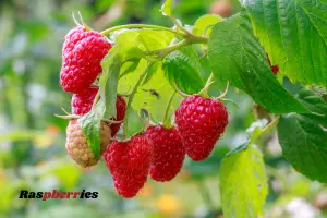 Nutrition Facts in 6 oz Raspberries – for Health